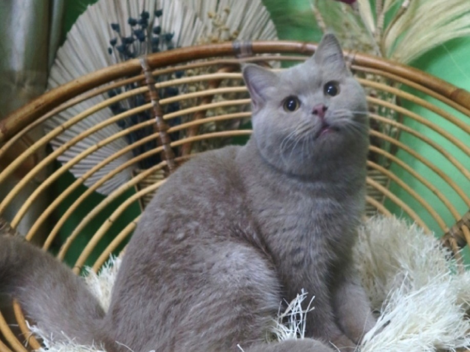 KCH. KCH. Kaalfarey Alex